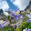 columbineka